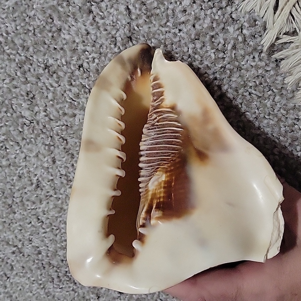 Queen Conch shell - Picture 3 of 6